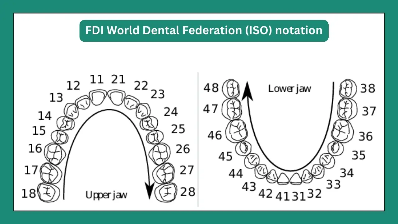 FDI World Dental Federation ISO tooth numbering chart